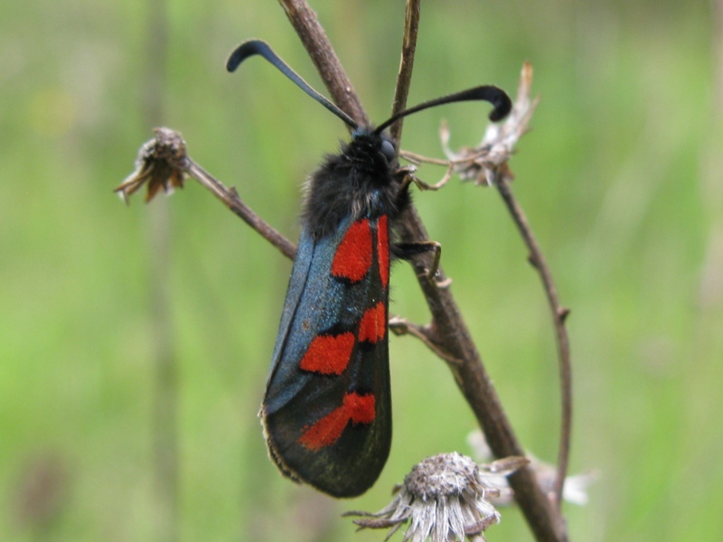 Zygaena oxytropis???